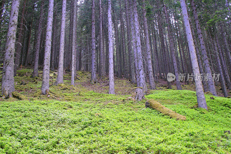 松树绿色高山林地-格局景观，常绿森林，自然格局，树干美丽的自然背景，巴伐利亚阿尔卑斯和蒂罗尔边境-奥地利/德国